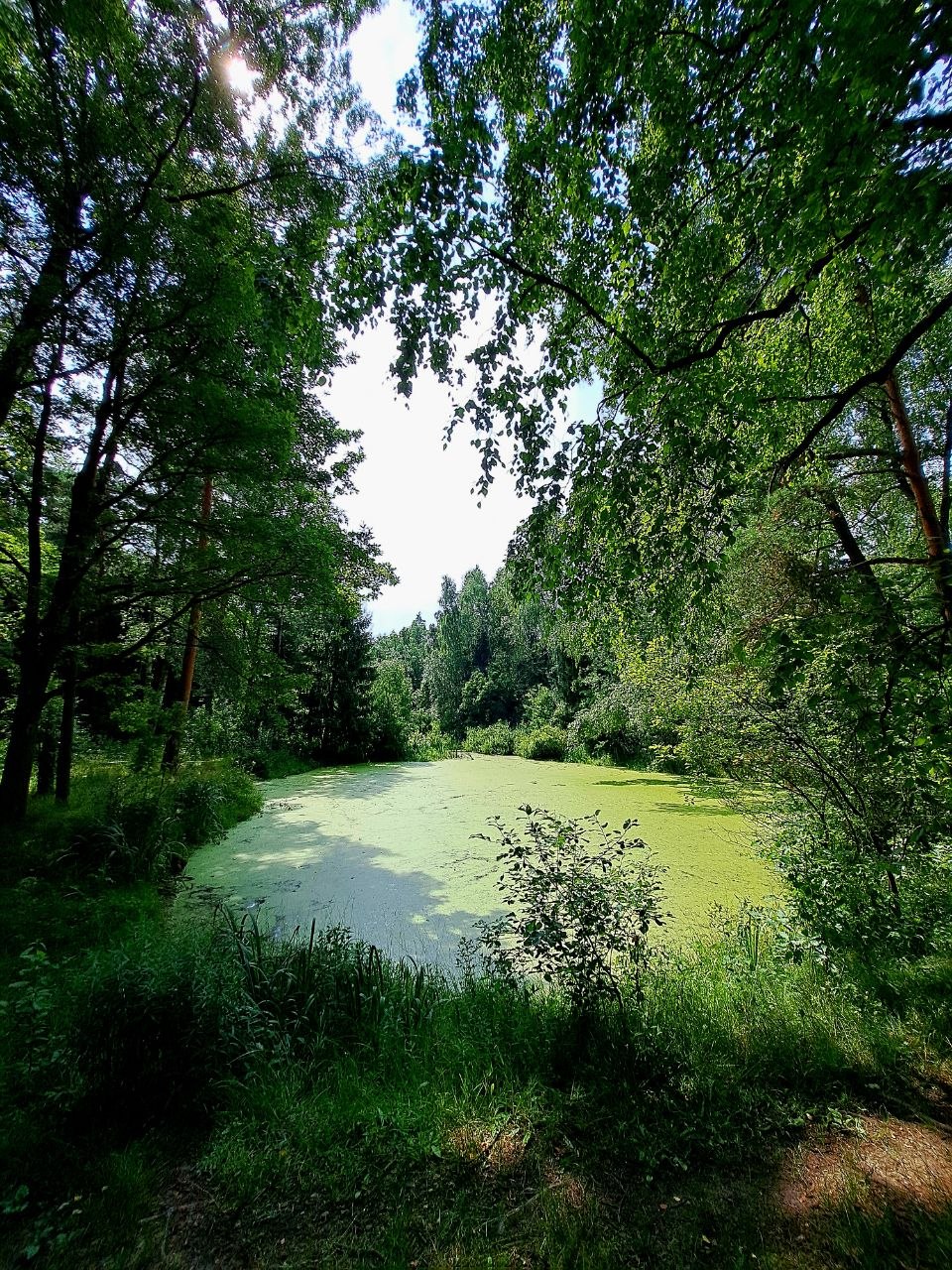 Лесной пруд, покрытый ряской